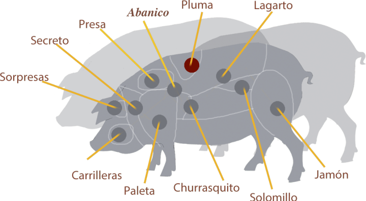 cerdo_pluma-min